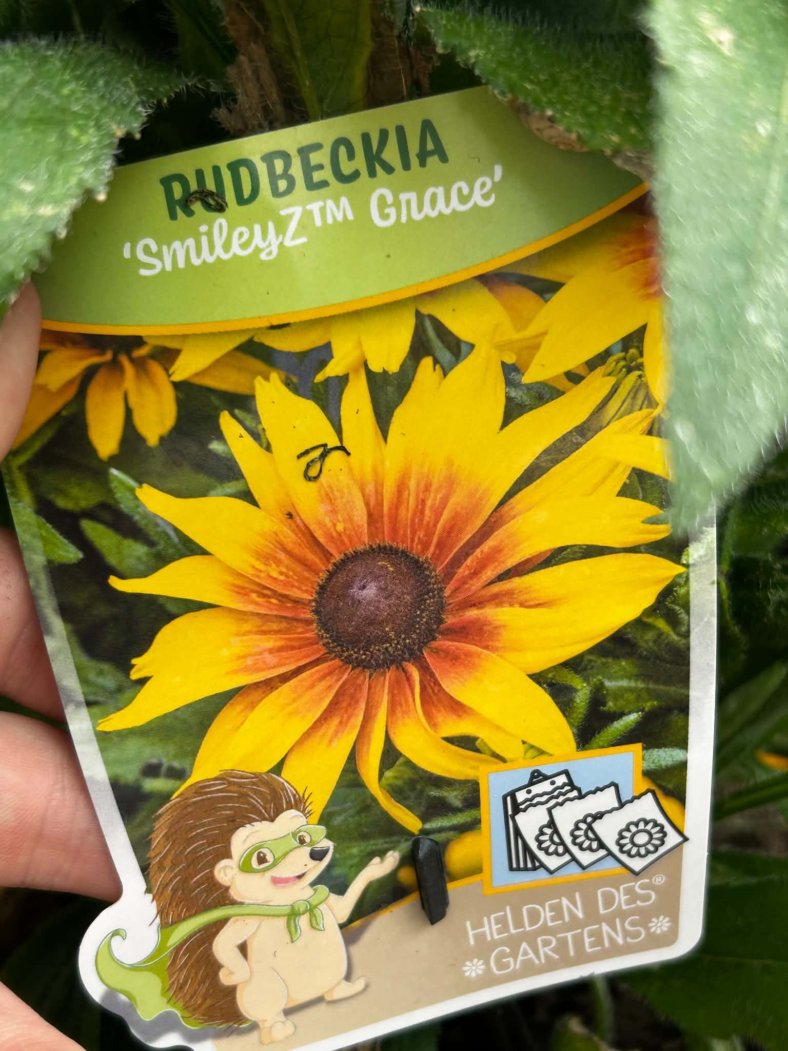Rudbekia ‘SmileyZ Grace’ – Żółto-pomarańczowa | Długo Kwitnąca