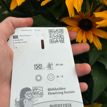 Rudbekia ‘SmileyZ Grace’ – Żółto-pomarańczowa | Długo Kwitnąca