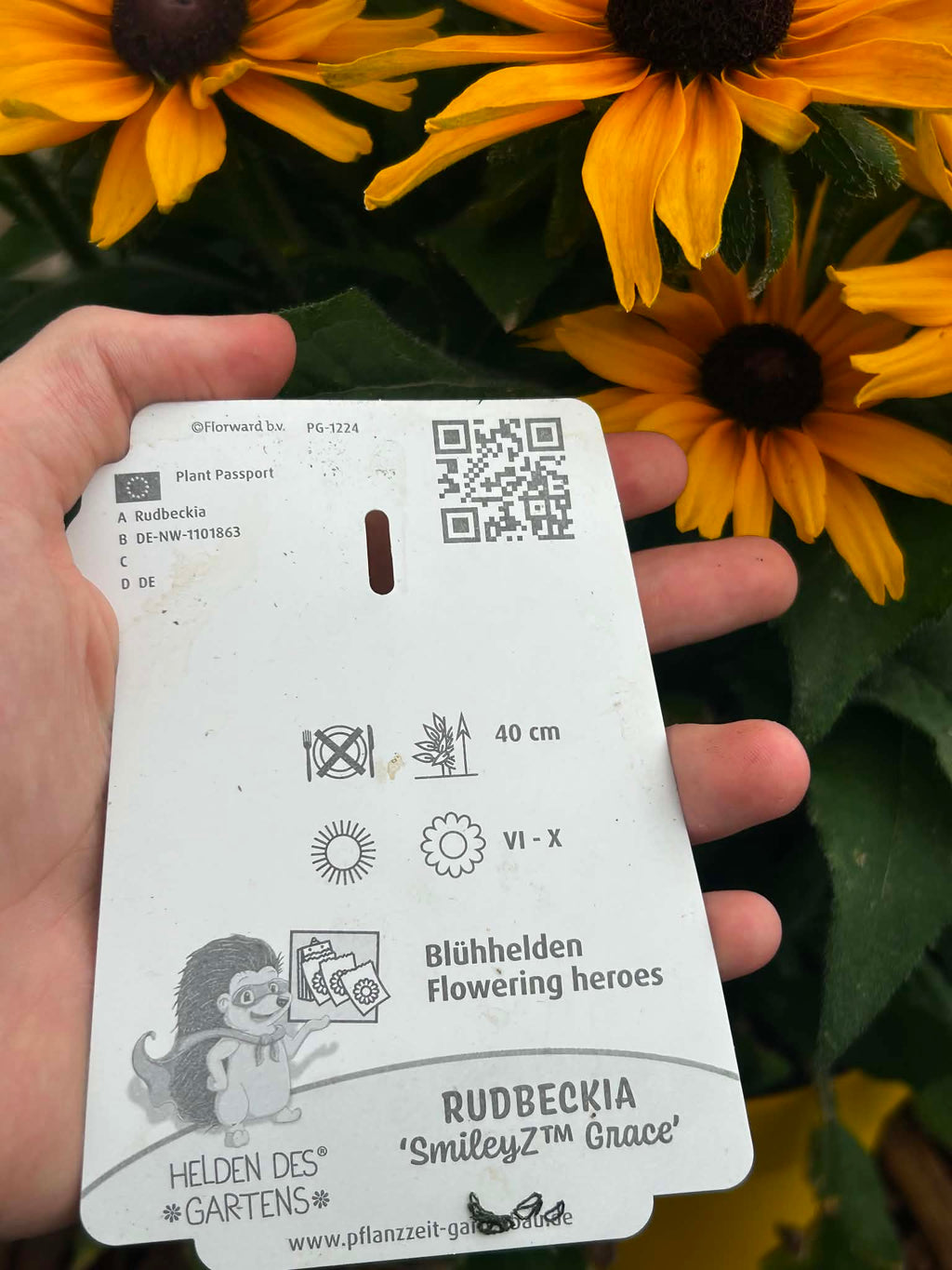 Rudbekia ‘SmileyZ Grace’ – Żółto-pomarańczowa | Długo Kwitnąca