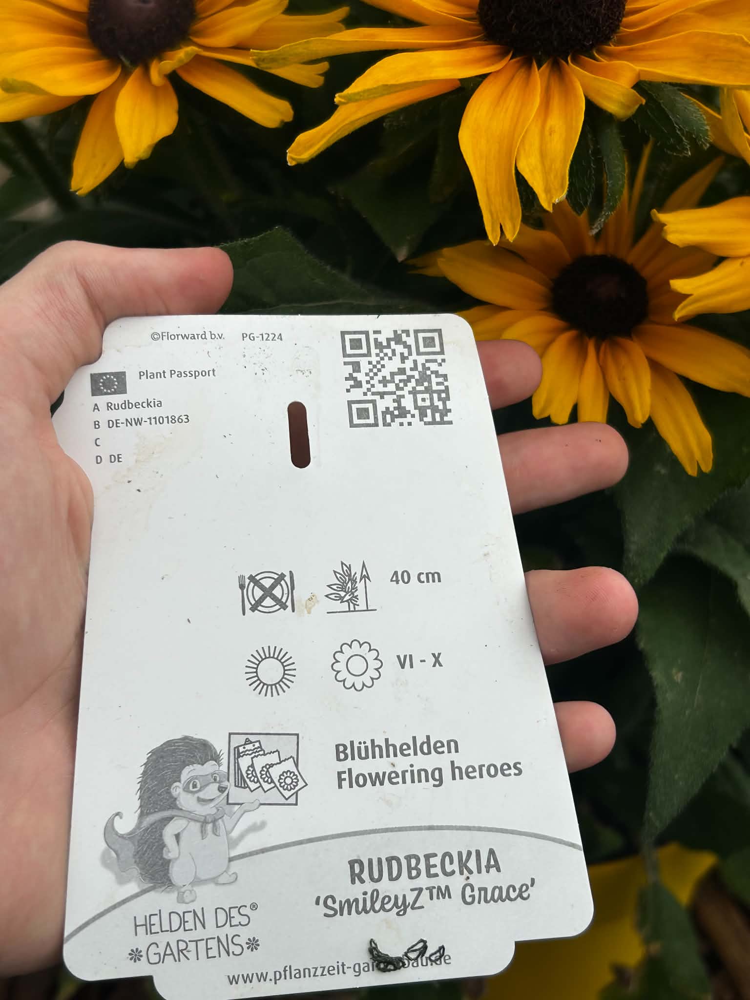 Rudbekia ‘SmileyZ Grace’ – Żółto-pomarańczowa | Długo Kwitnąca