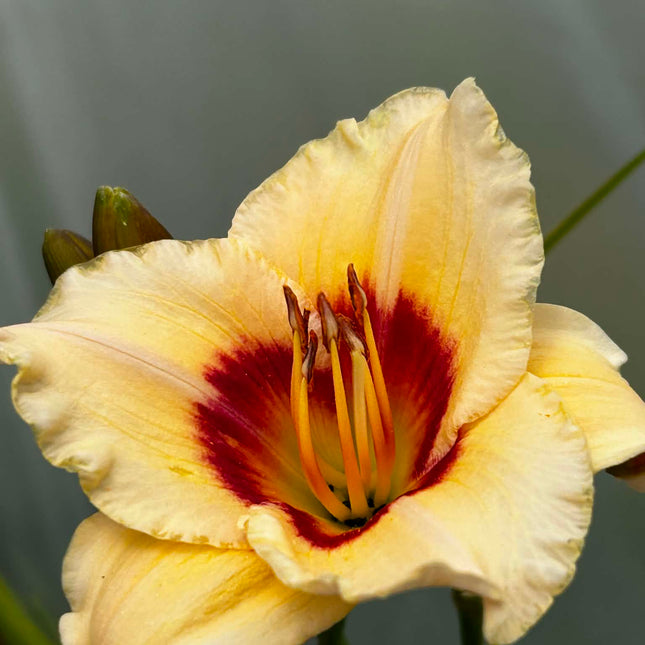 Liliowiec Hemerocallis – Mix Kolorów | Wieloletnia Bylina