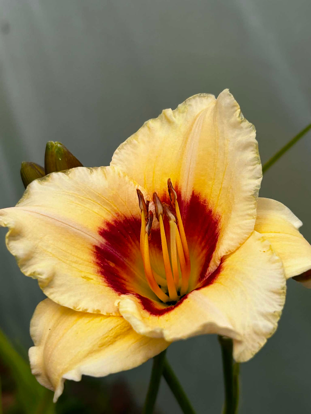 Liliowiec Hemerocallis – Mix Kolorów | Wieloletnia Bylina