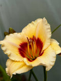 Liliowiec Hemerocallis – Mix Kolorów | Wieloletnia Bylina