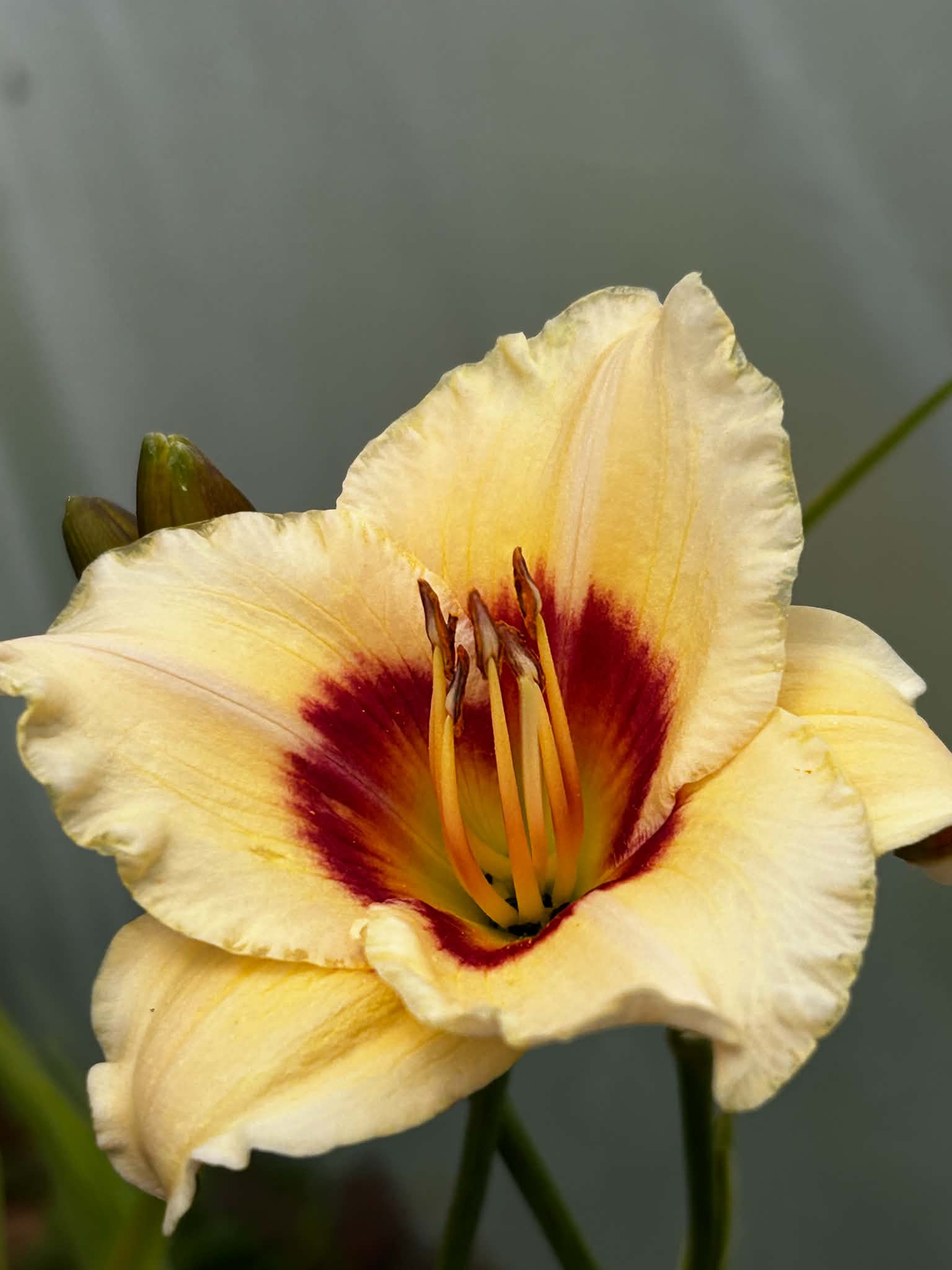 Liliowiec Hemerocallis – Mix Kolorów | Wieloletnia Bylina