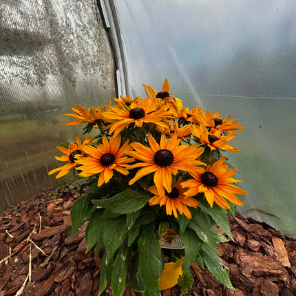 Rudbekia ‘SmileyZ Grace’ – Żółto-pomarańczowa | Długo Kwitnąca