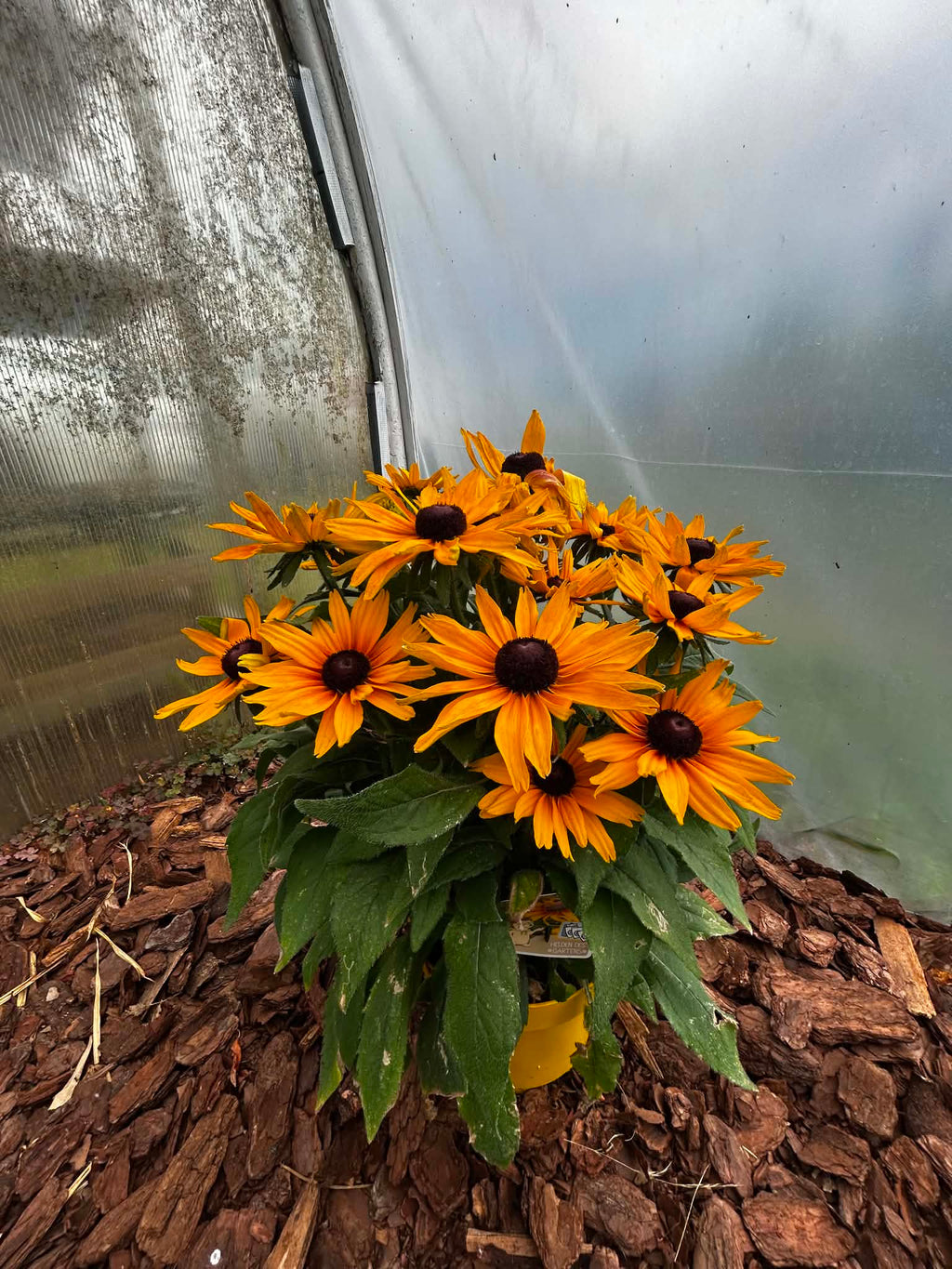 Rudbekia ‘SmileyZ Grace’ – Żółto-pomarańczowa | Długo Kwitnąca