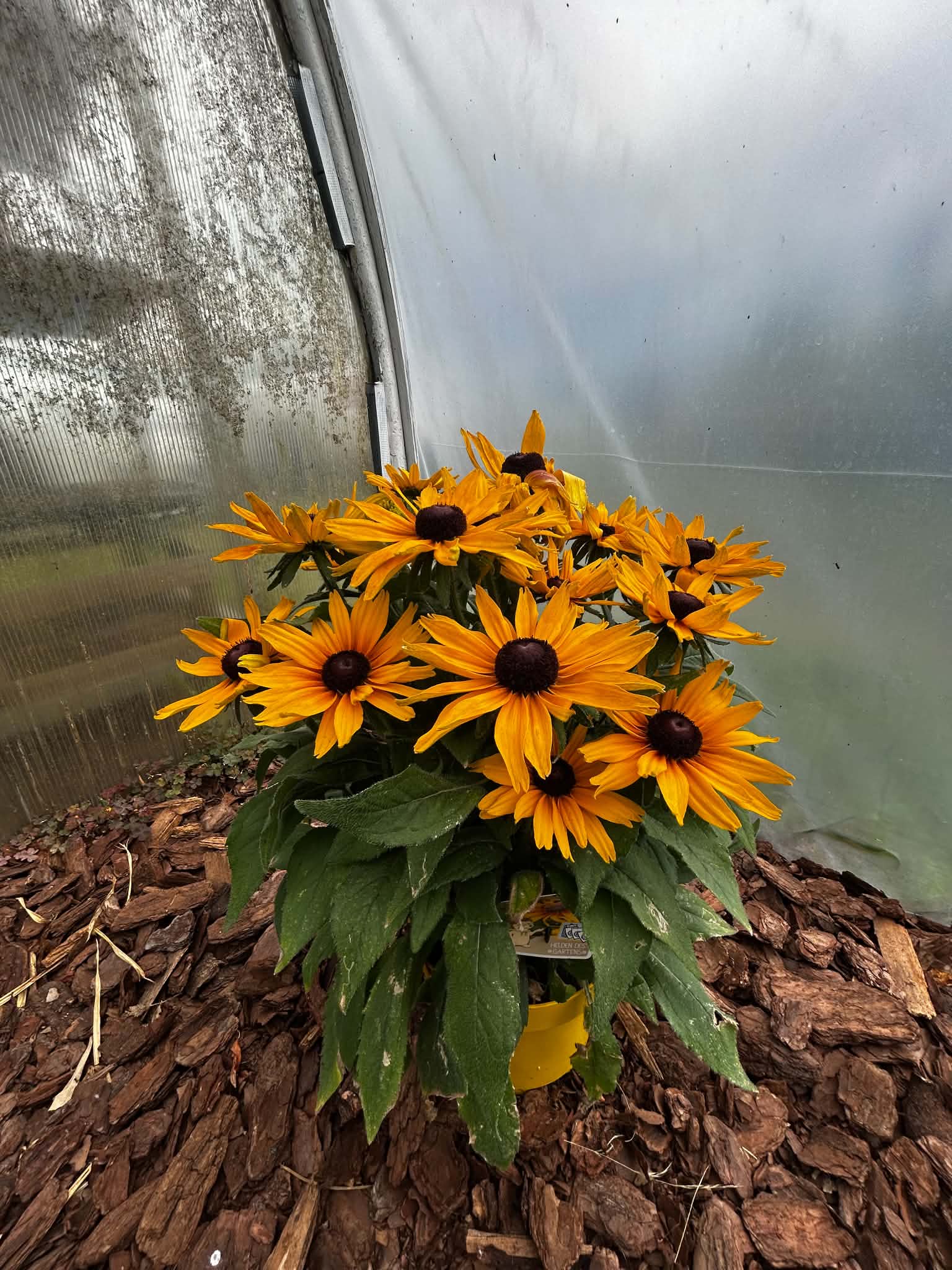 Rudbekia ‘SmileyZ Grace’ – Żółto-pomarańczowa | Długo Kwitnąca